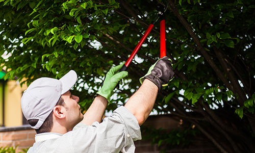 Brush & Tree Trimming